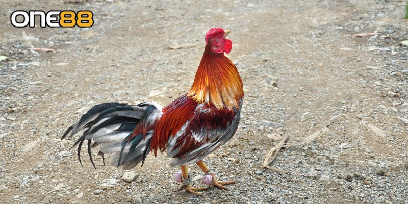Mẹo áp dụng đá gà cực sắt cực kỳ dễ hiểu
